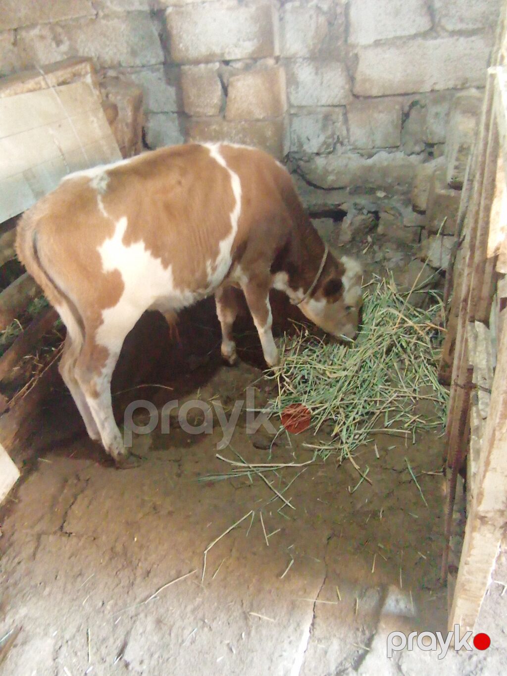Erkək, Simental, il: 6, 2000 kq, Damazlıq, Südlük — Kənd təsərrüfatı heyvanları, Xırdalan (2)