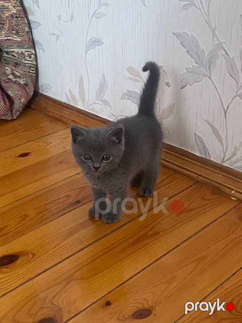 Şotland balası satılır - 1.5 aylıq — Bakı
