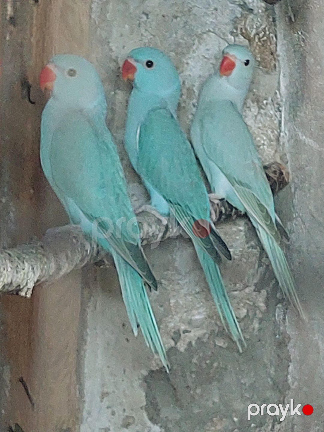 Tutuquşular — Quşlar, Bakı (2)
