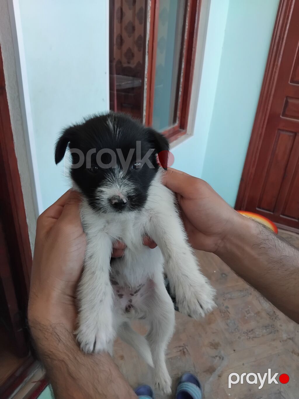 Zvonok, 2 ay, Erkək, Peyvəndli, Ünvandan götürmə, Pulsuz çatdırılma — Köpəklər, Bakı (5)