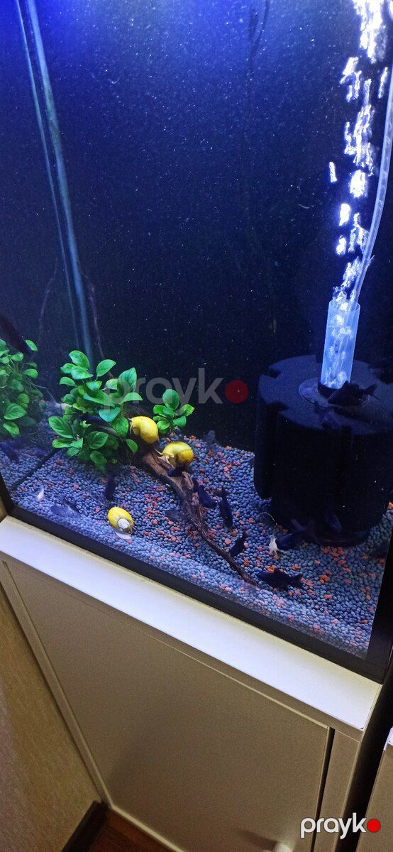 Akvarium — Akvariumlar və balıqlar, Bakı (4)