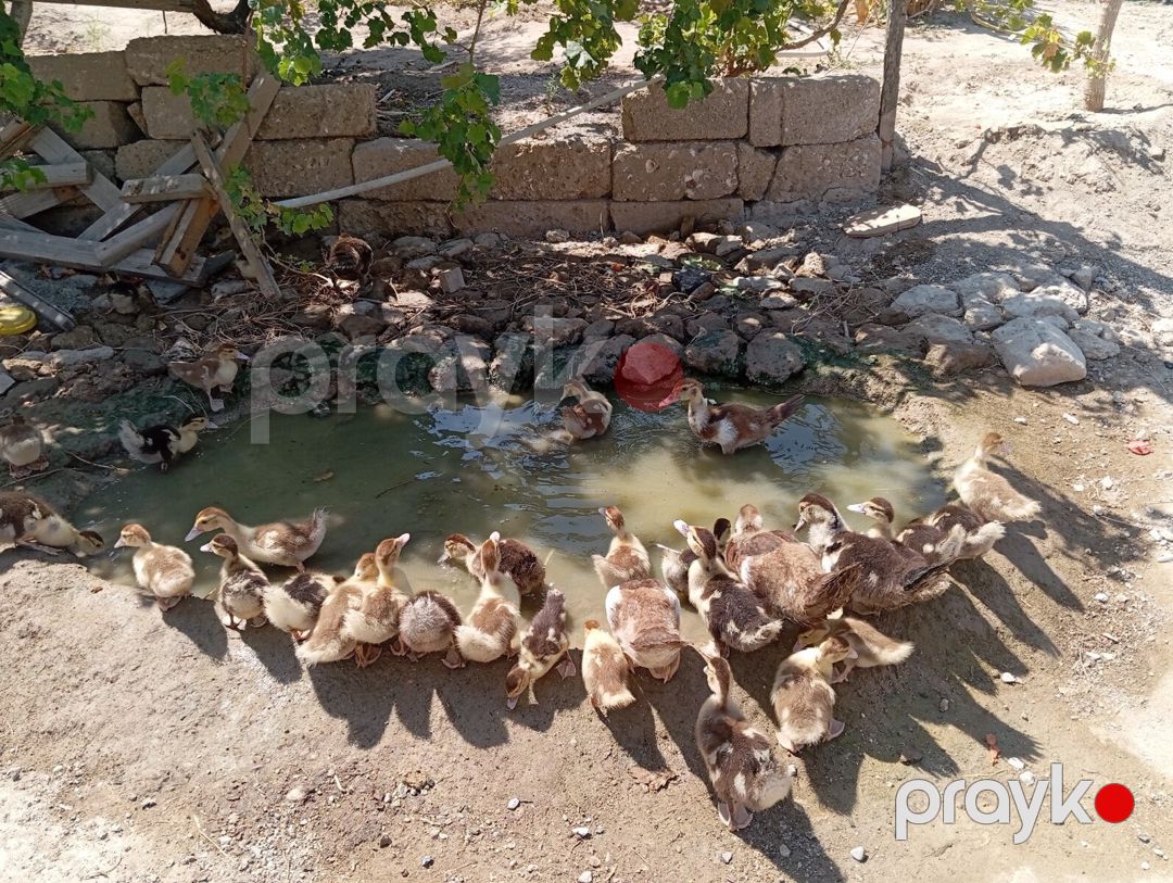 Lal ördəklər — Quşlar, Bakı (4)