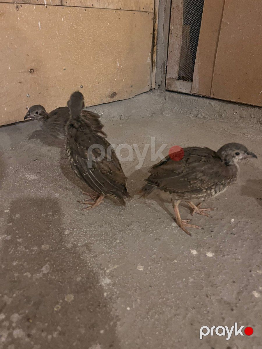 Kəklik çüçələri — Quşlar, Quba (2)