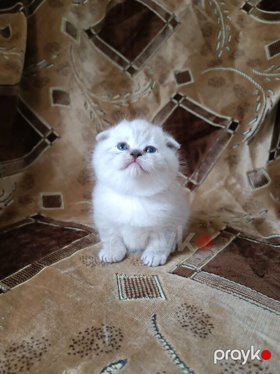 Котята шиншиллы — Pişiklər, Bakı (12)