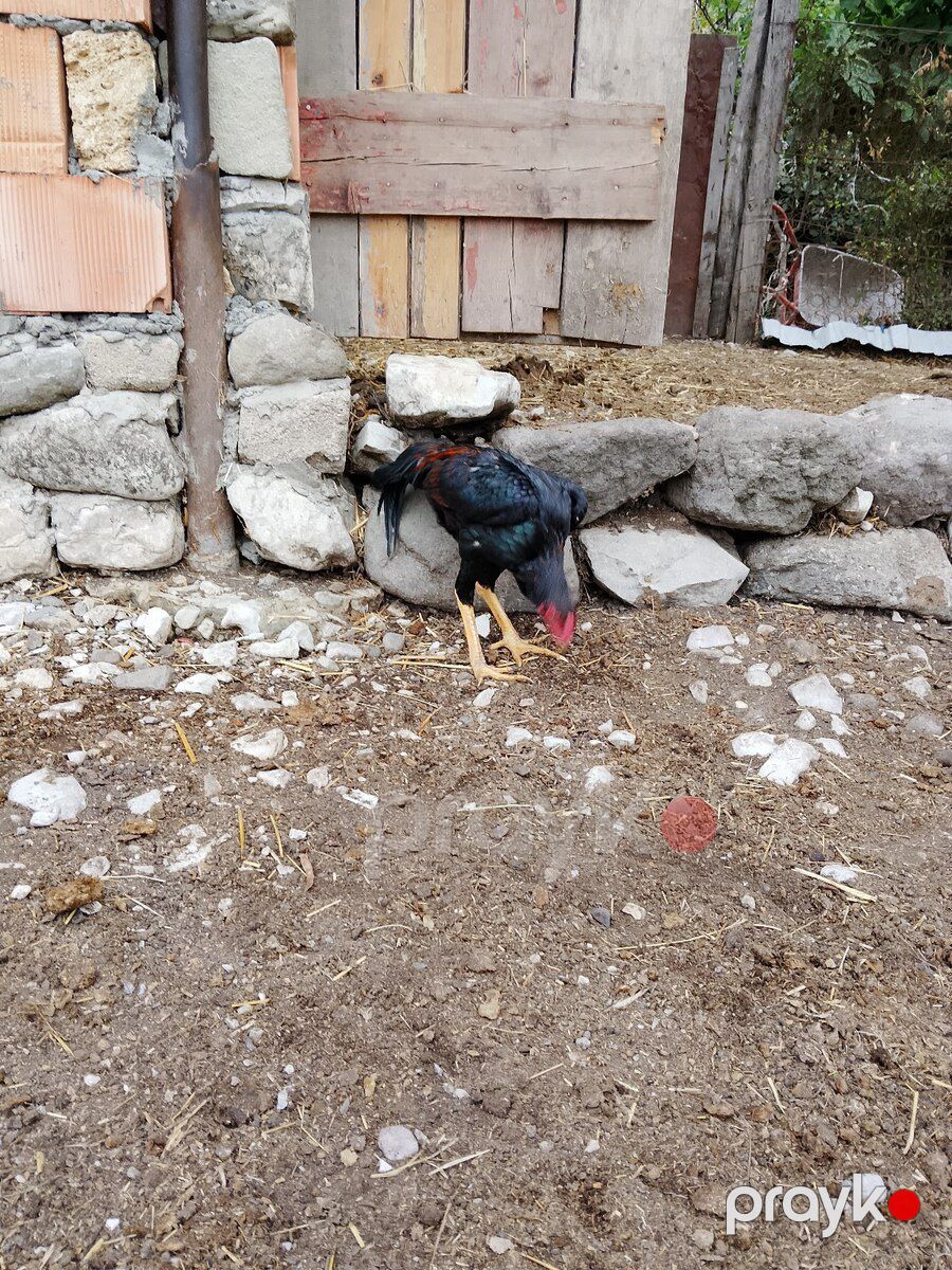 Heyratılar — Quşlar, İsmayıllı (4)