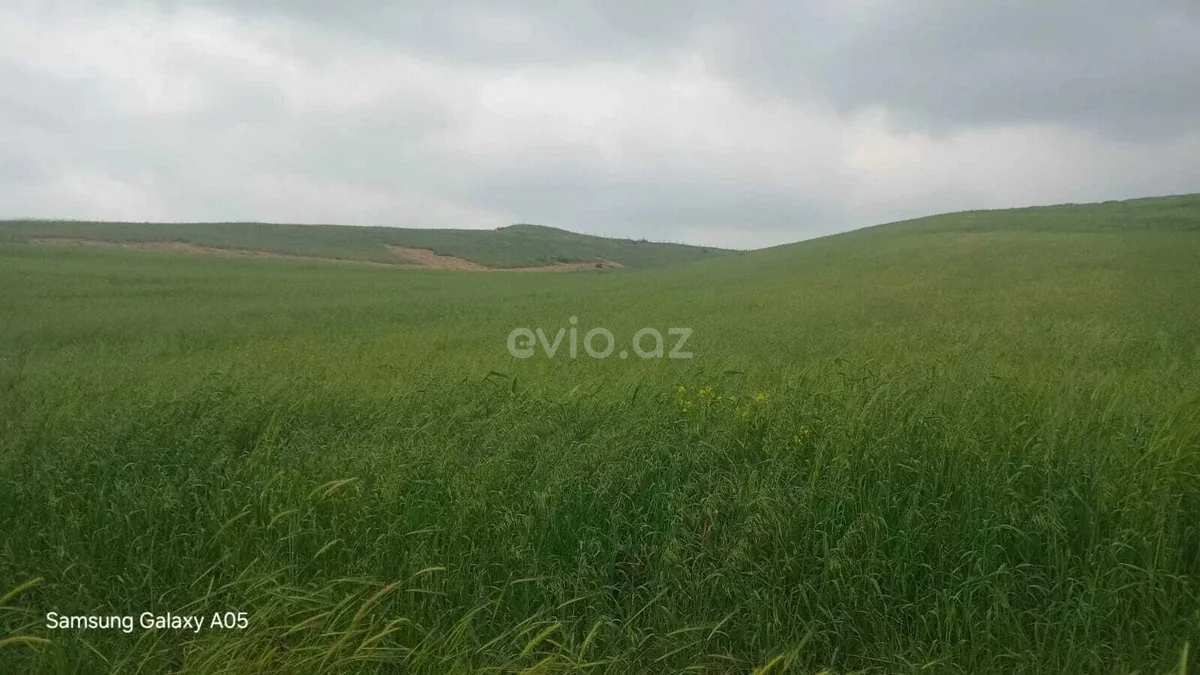 Torpaq sahəsi satılır Şabranda — Torpaq, Şabran (5)