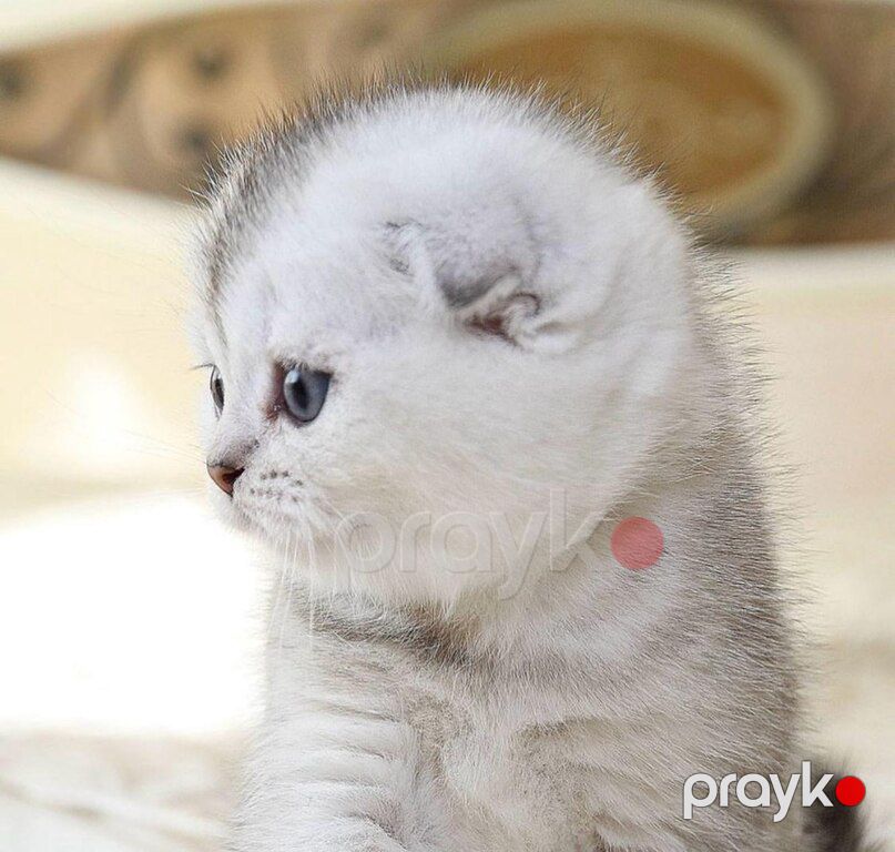 Котята шиншиллы — Pişiklər, Bakı (5)