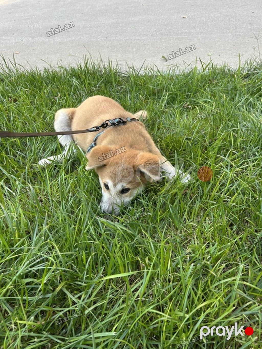 Akita-inu, 2 ay, Erkək, Ünvandan götürmə, Pulsuz çatdırılma — Heyvanlar, Bakı (2)