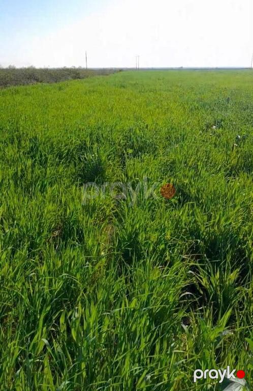 166 sot torpaq sahəsi, Şabran r — Torpaq, Şabran (3)