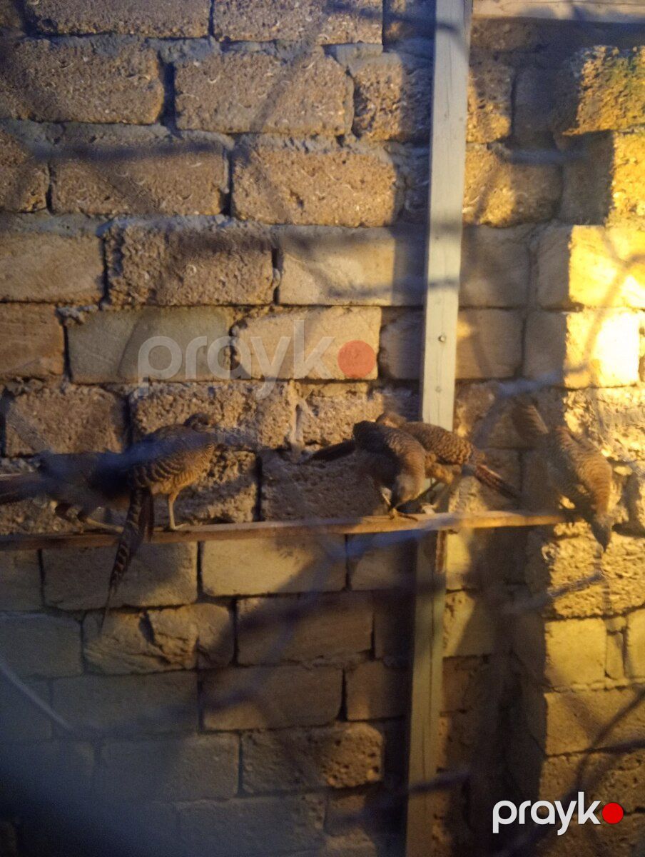 Qırqovul — Quşlar, Bakı (2)