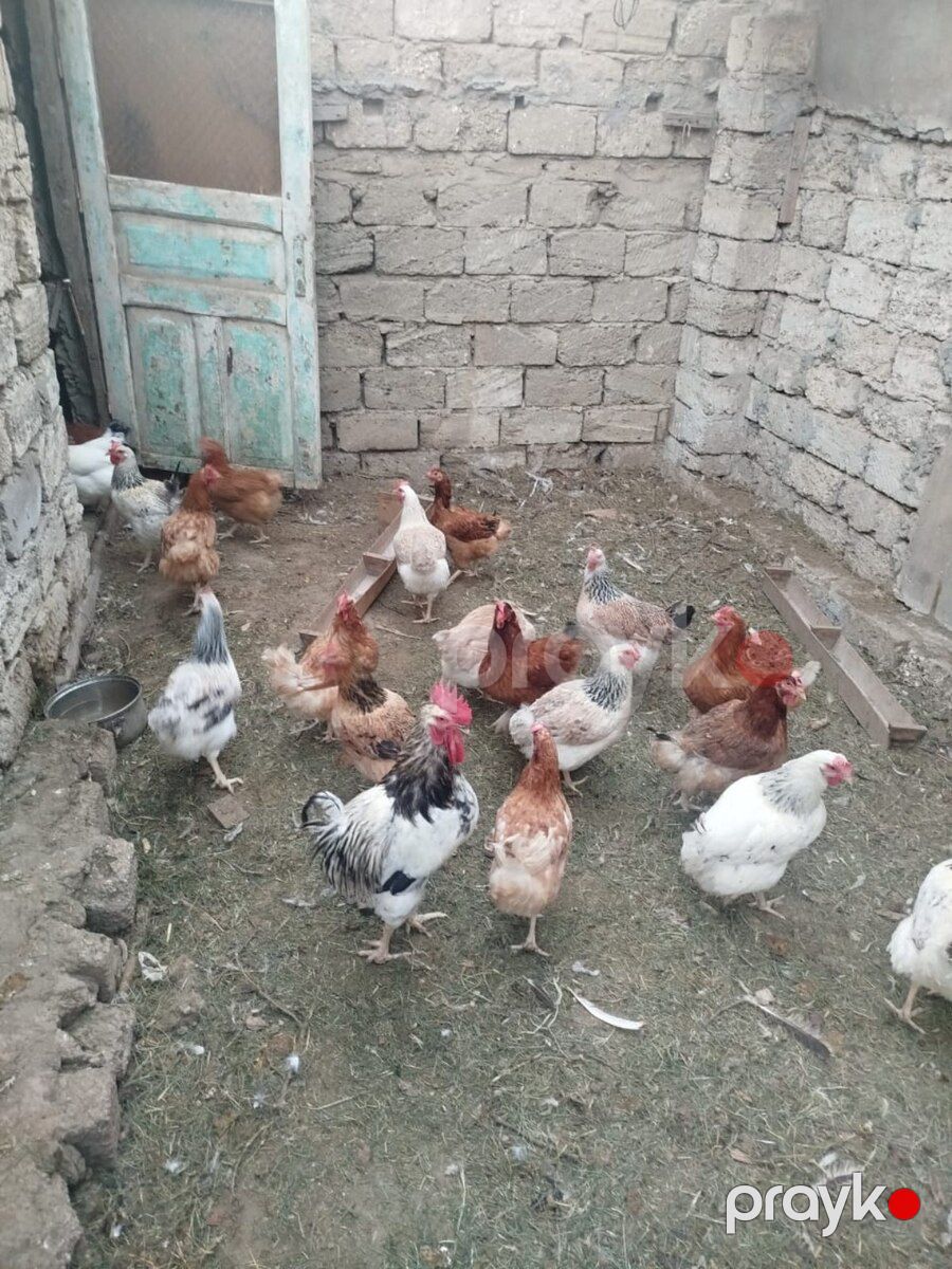 Toyuqlar — Quşlar, Bakı (5)