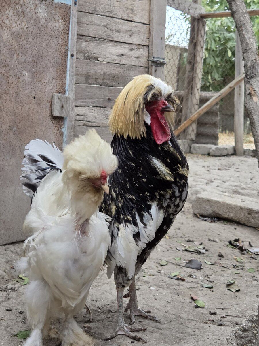 Fizan xoruzu — Quşlar, Bakı (3)