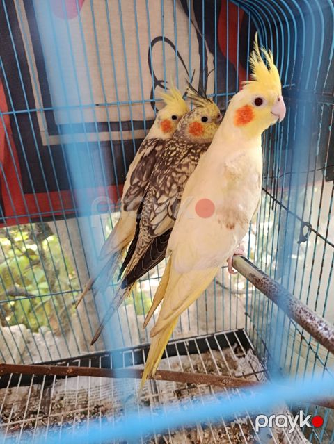 Nimfa (Cockatiel) tutuquşuları – 3 ədəd Xüsusiyyətlər: - Növlər — Digah