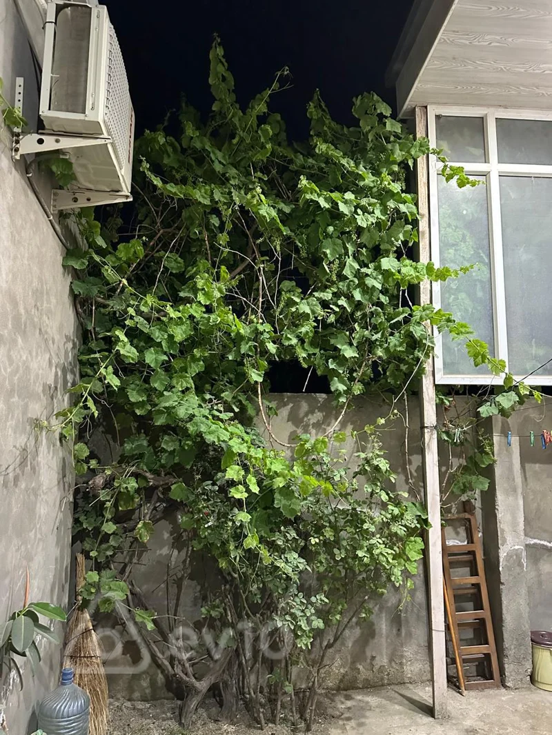 450 otaqlı həyət evi, 87 m², Digah — kirayə — Ev, villa, Bakı (10)
