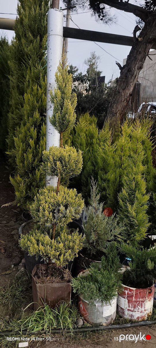 Limonlu şam ağacı — Bitkilər, Bakı (6)