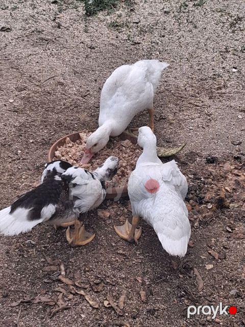 Muscovy ördəkləri – juvenil sürü - Cins: Muscovy (indoutka), ağ və — Digah
