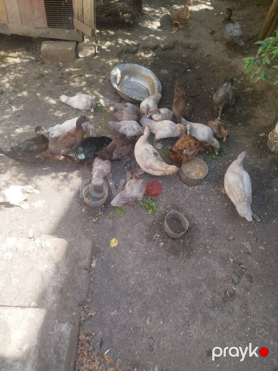 Lal ördəklər — Quşlar, Bakı (4)