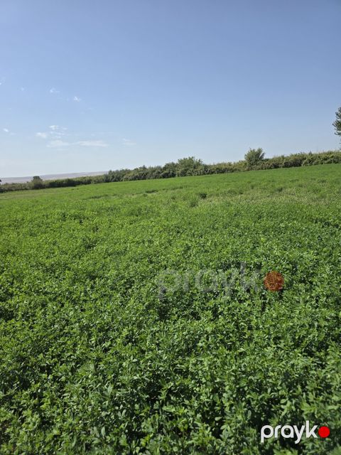 Satılır torpaq 500 sot — Qəbələ