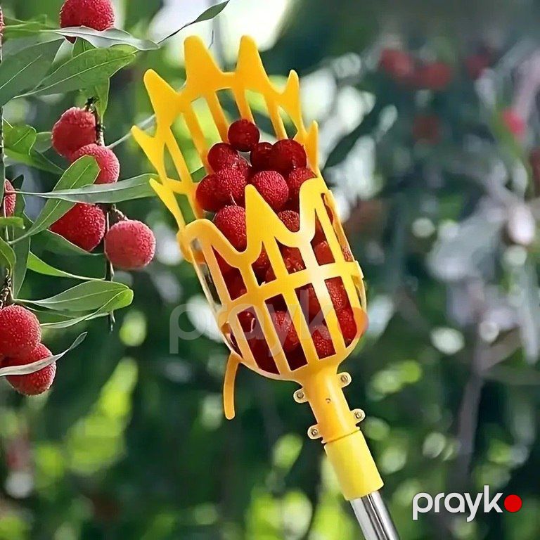 Meyvə toplama səbəti — Dacha və bağ, Bakı (5)