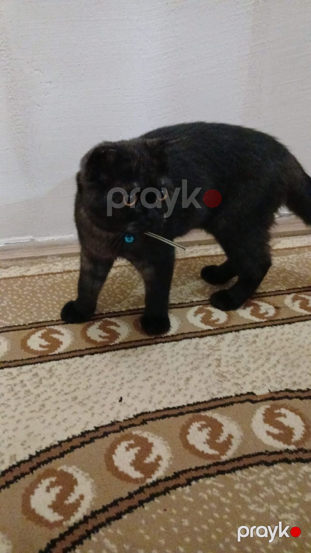 Şotland, Dişi, Ünvandan götürmə, Ödənişli çatdırılma — Pişiklər, Sumqayıt (4)
