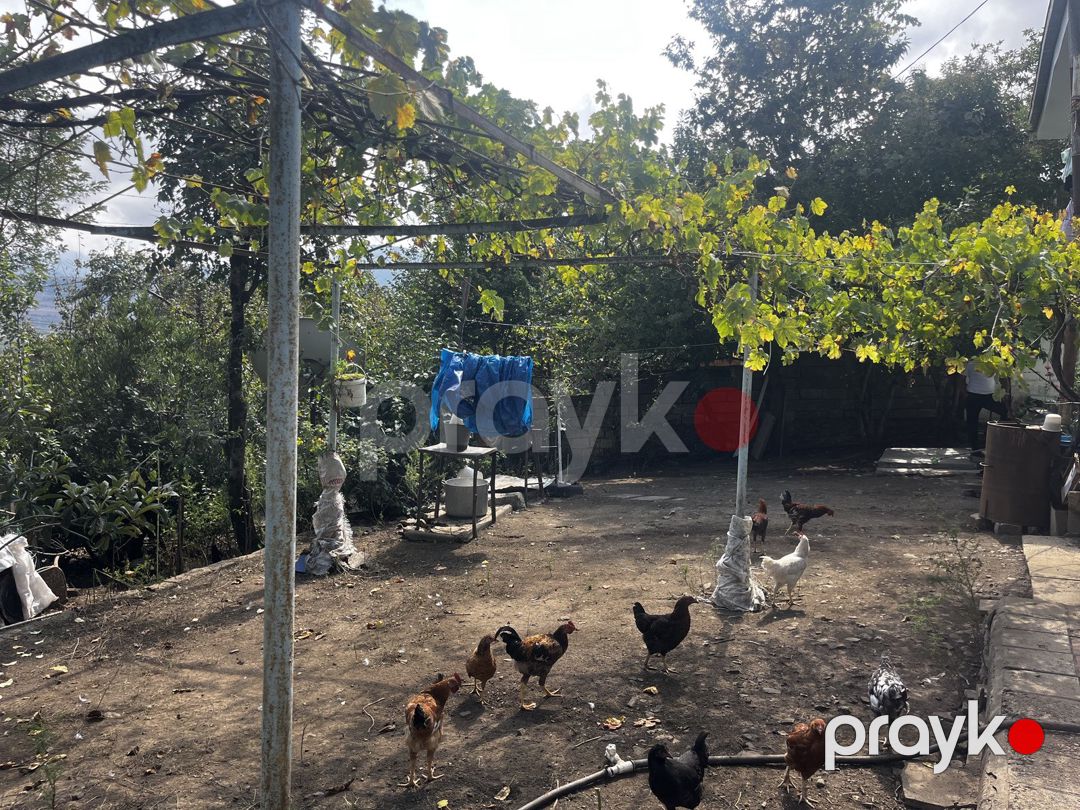 4 sot torpaq sahəsi, Lerik r — Torpaq, Lerik (4)