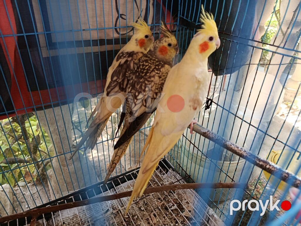 Nimfa (Cockatiel) tutuquşuları – 3 ədəd Xüsusiyyətlər: - Növlər — Tutyun papağayı, Digah (2)