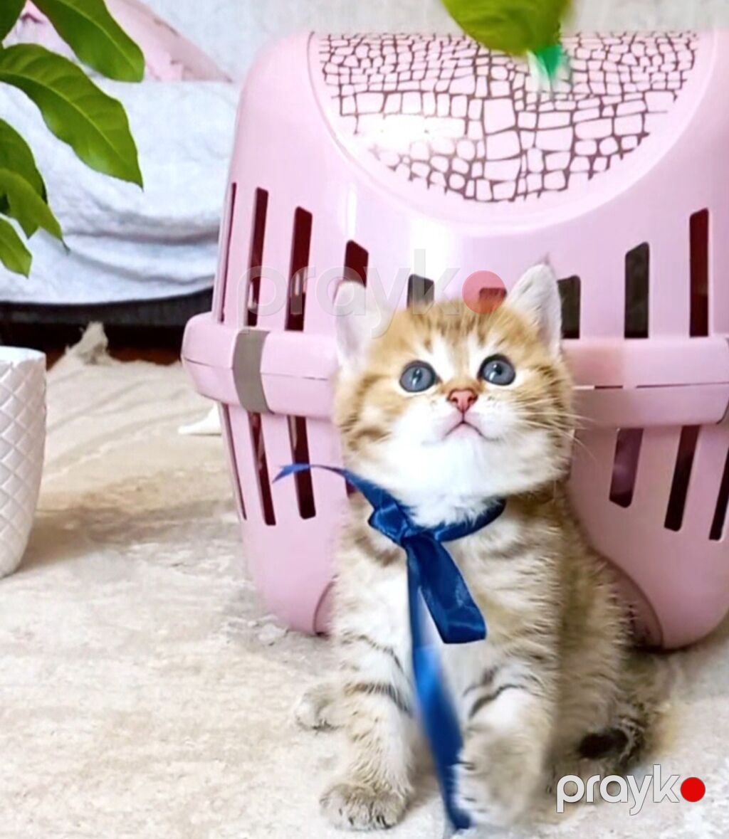 Tabbi, Dişi, Yaxşı əllərə, Ünvandan götürmə — Pişiklər, Bakı (7)