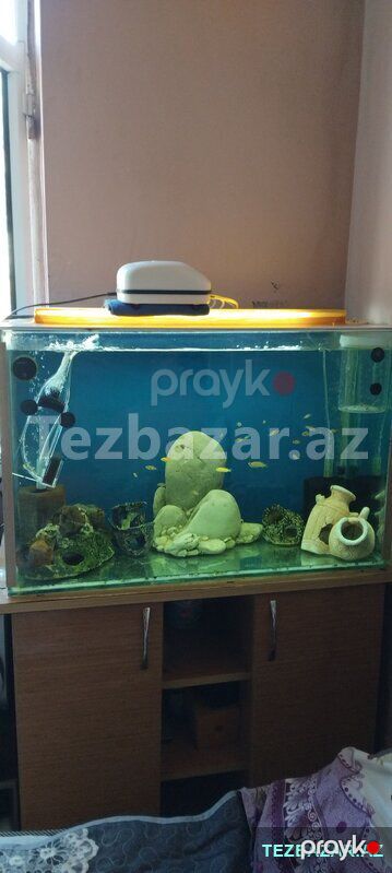 Akvarium Skafla birge Satilir — Akvariumlar və balıqlar, Bakı (2)