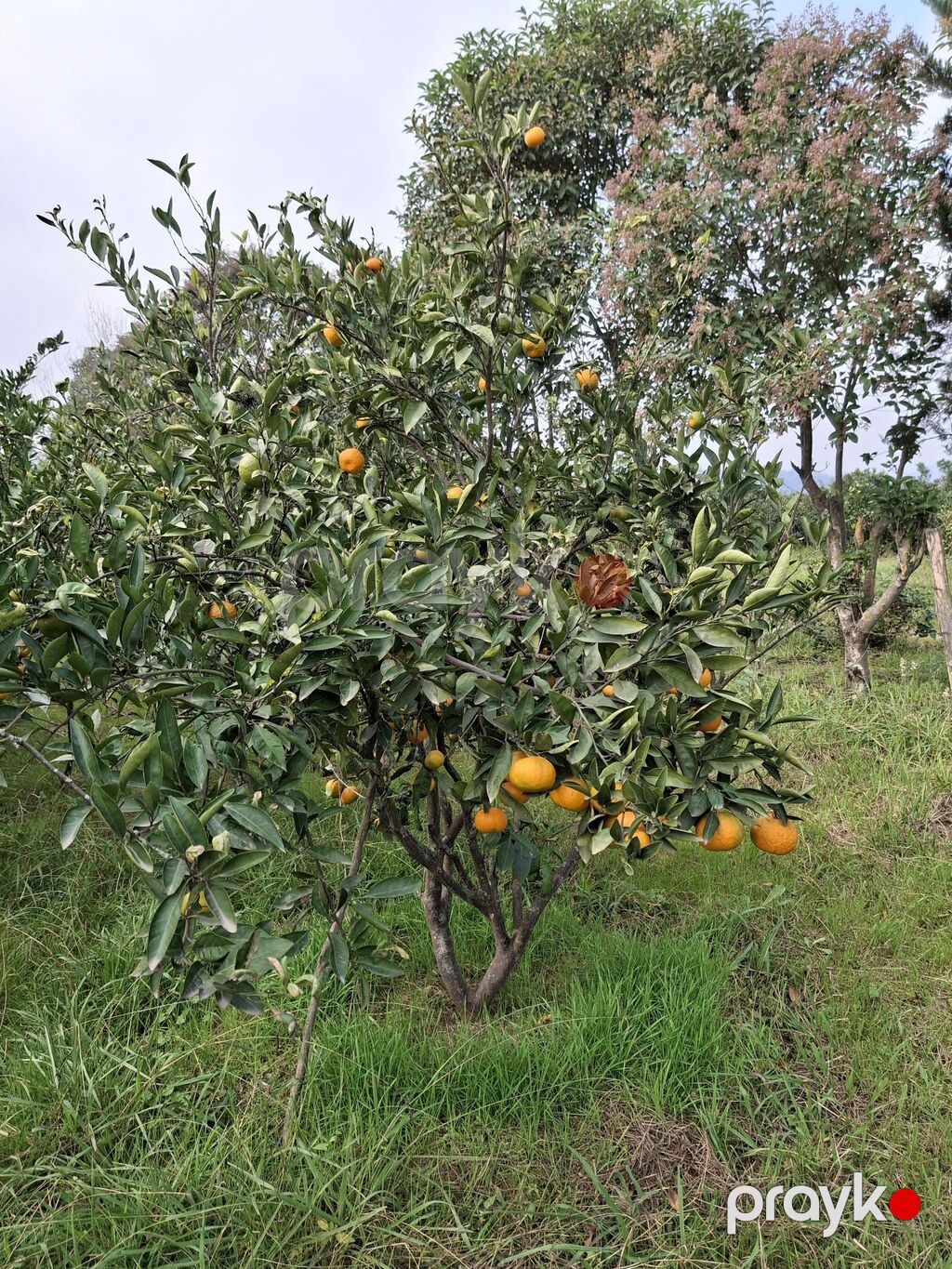 Astara rayon kijəbə qəsəbəsində yola yaxın məsafədə 15sot həyətyanı — Ağaclar və fidan, Astara (6)