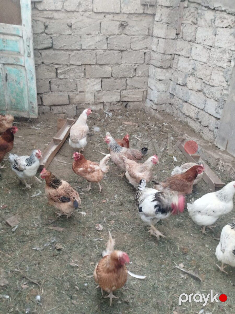 Toyuqlar — Quşlar, Bakı (3)