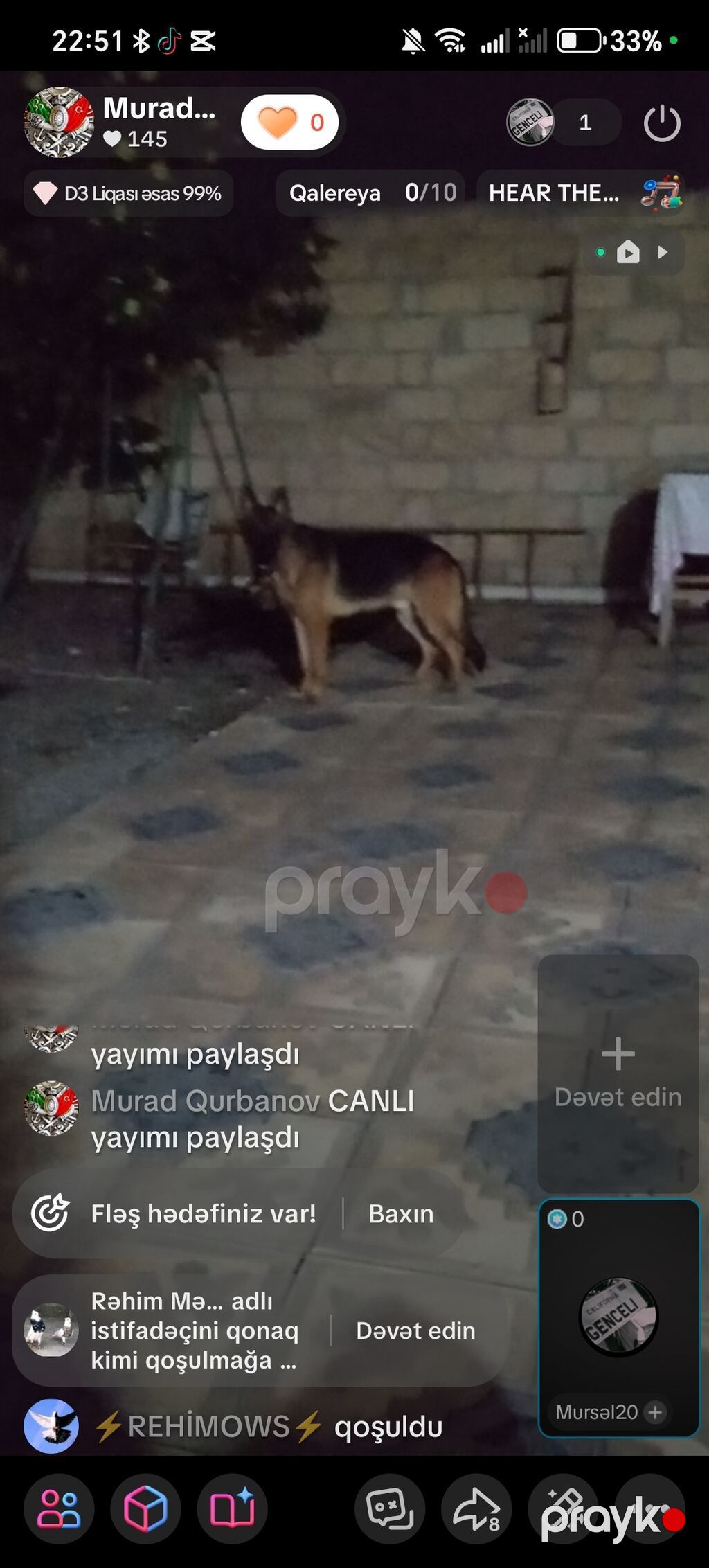 Alman çoban iti — Köpəklər, Samux (5)