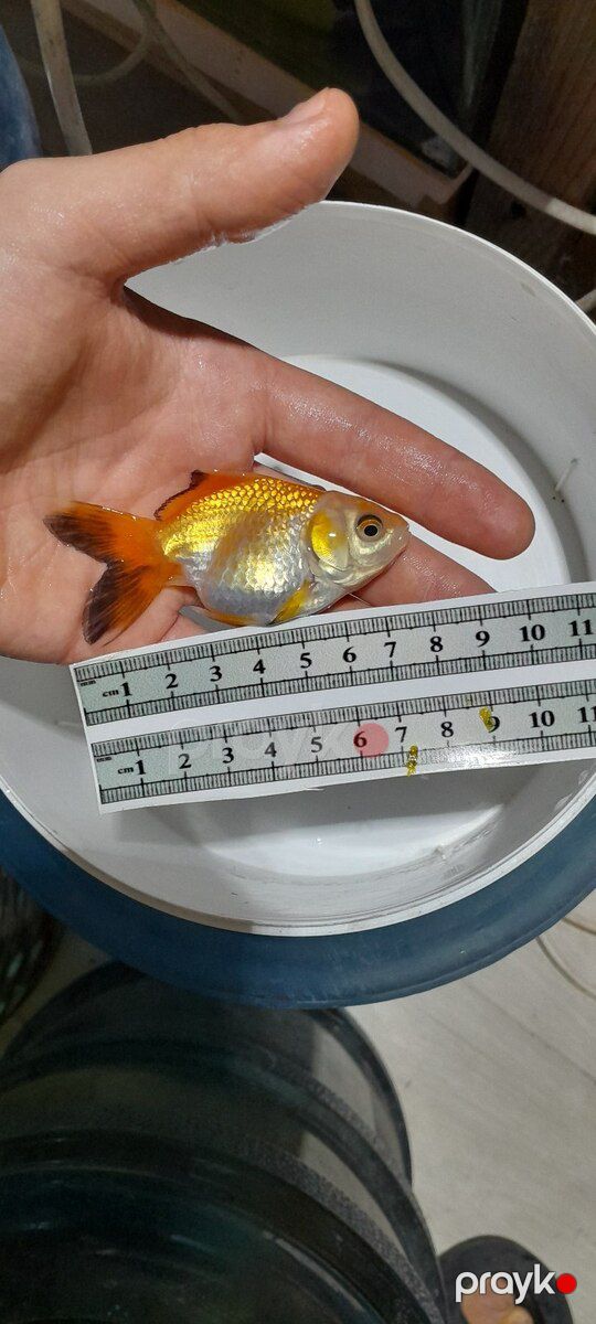 Aranda balığları — Akvariumlar və balıqlar, Bakı (3)