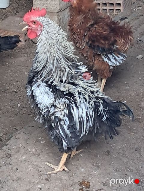 Xoruz, il: 1, Ödənişli çatdırılma — Sabirabad