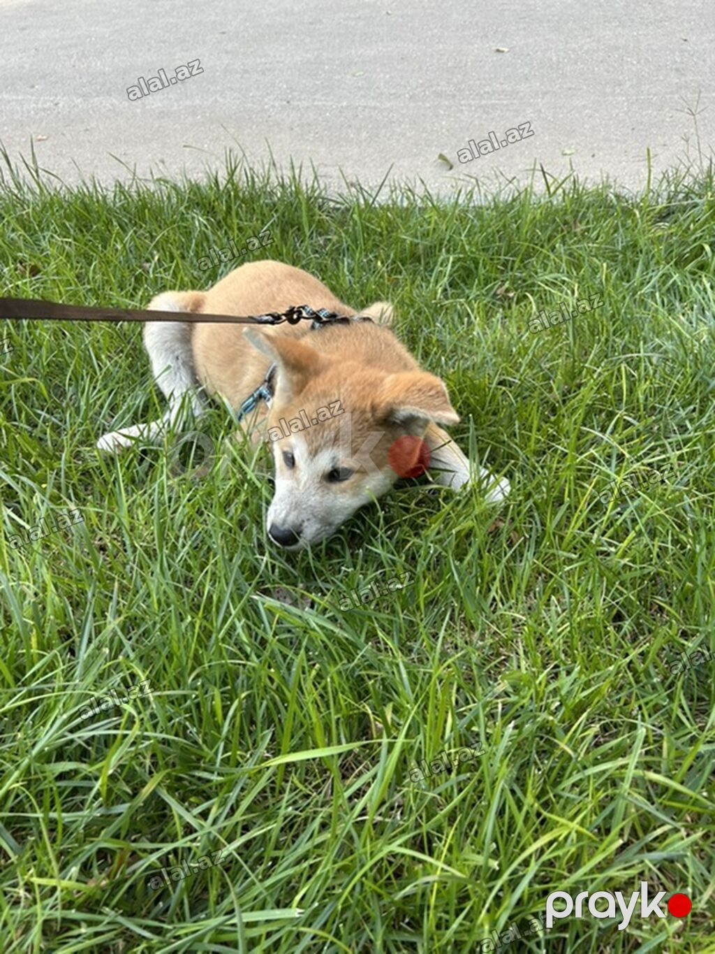 Akita-inu, 2 ay, Erkək, Ünvandan götürmə, Pulsuz çatdırılma — Heyvanlar, Bakı (3)