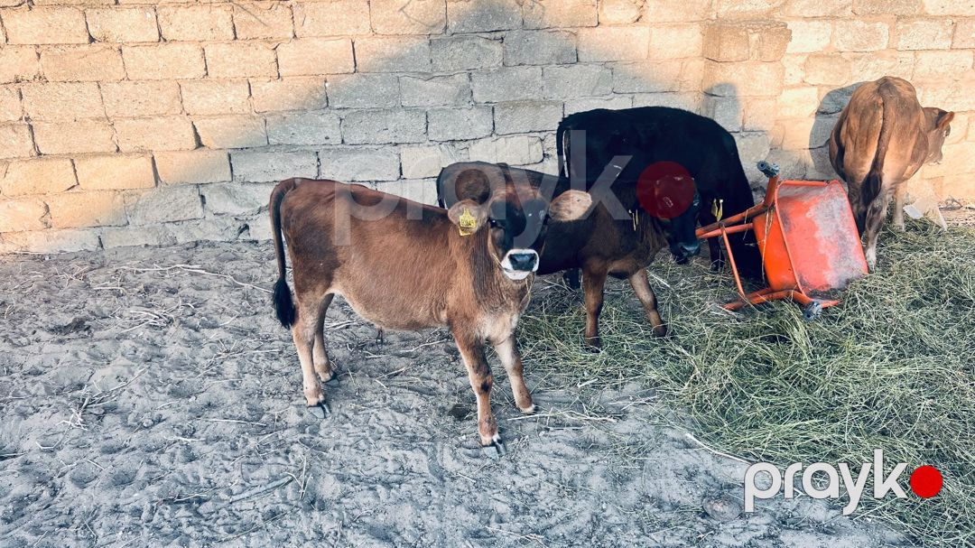Dana — Kənd təsərrüfatı heyvanları, Bakı (2)