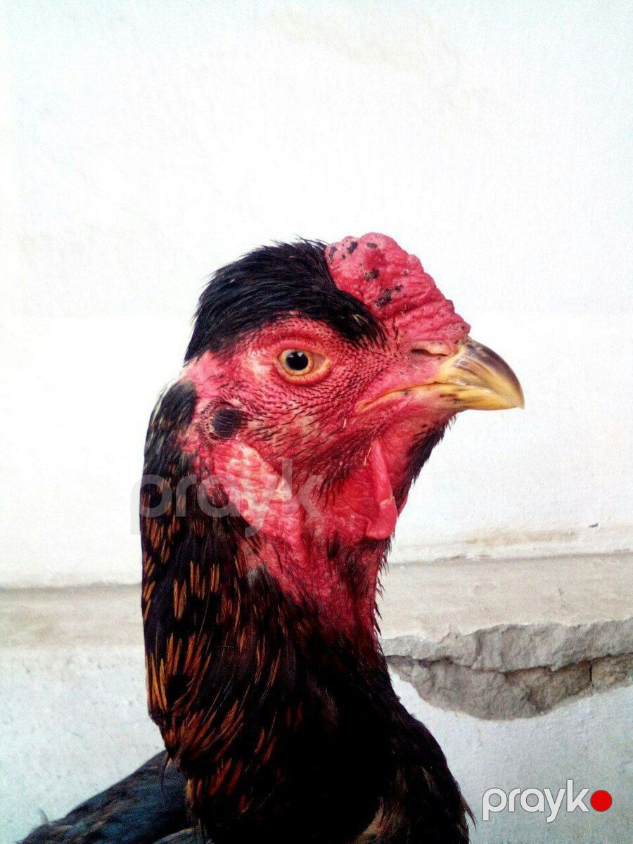 Heyratı xoruzu — Quşlar, Ağstafa (6)