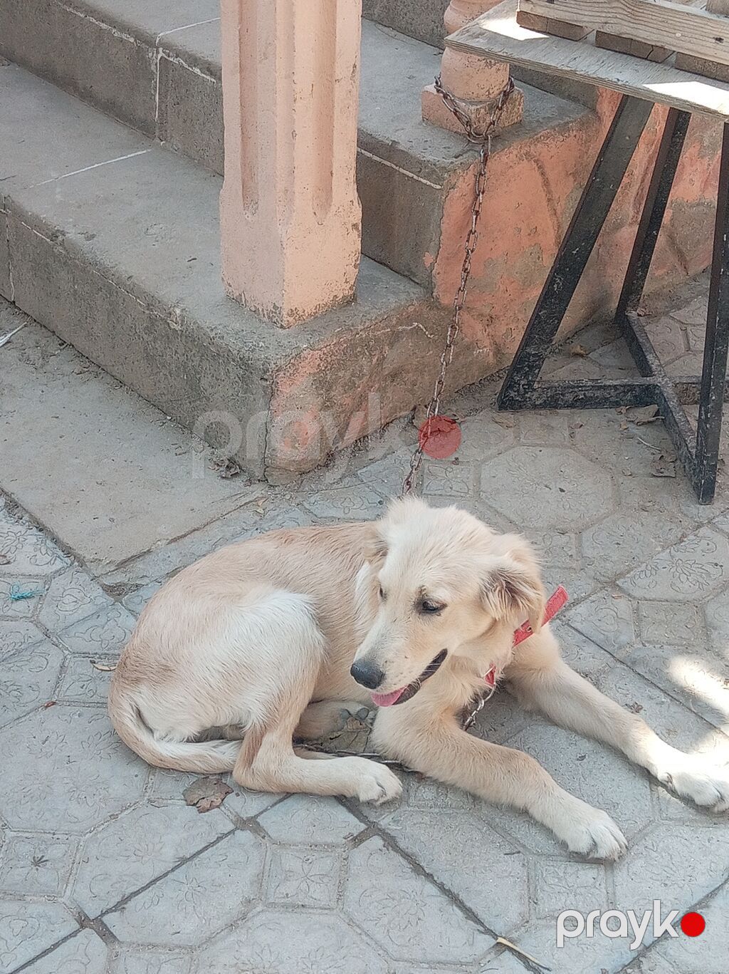 Retriever, 4 ay, Erkək, Ünvandan götürmə — Köpəklər, Digah (2)