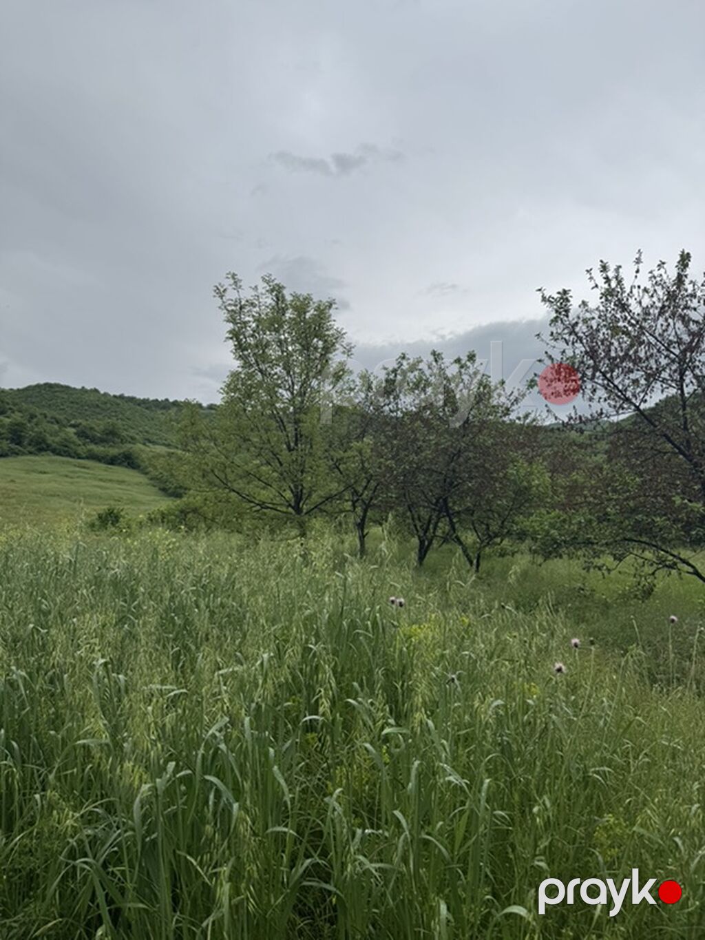 Kənd təsərrüfatı — Torpaq, Quba (6)