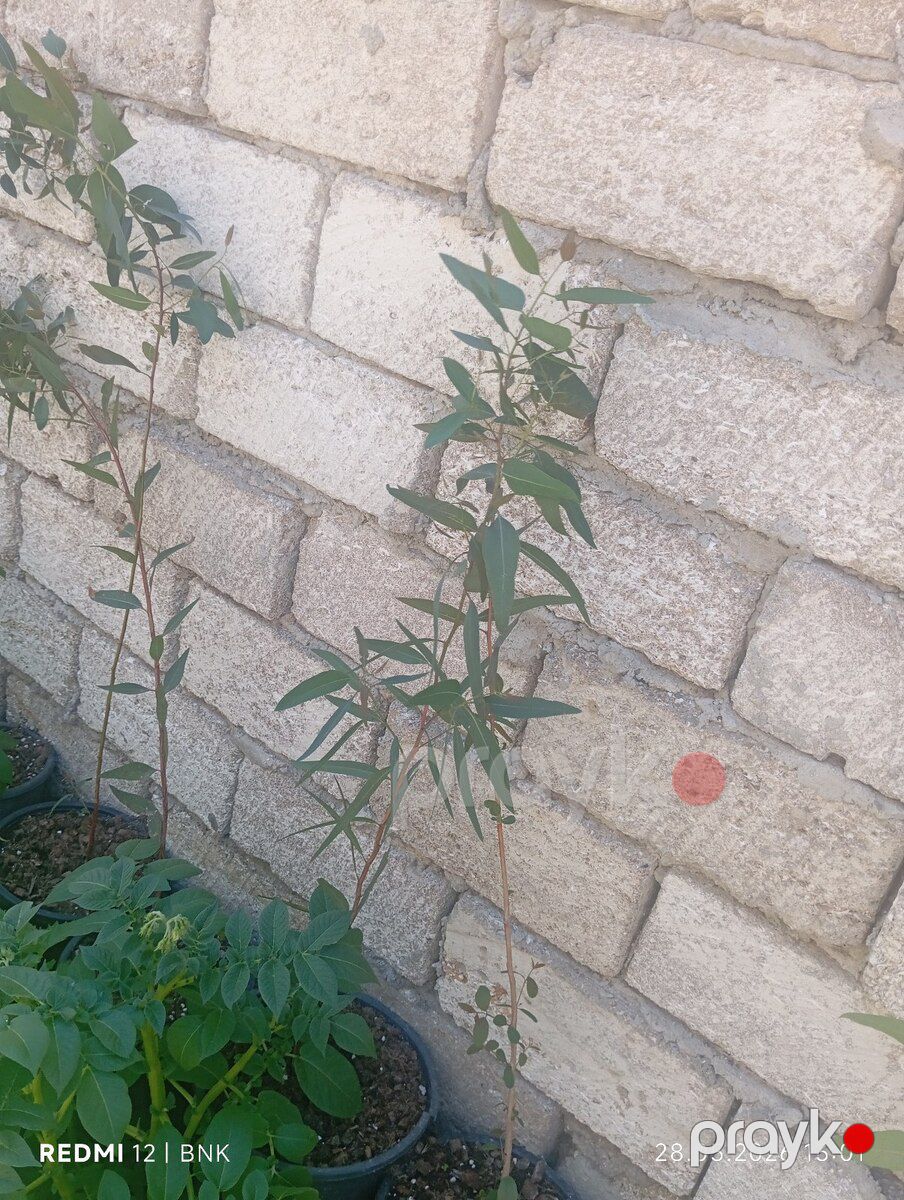 Evkalipt ağacı — Bitkilər, Bakı (2)