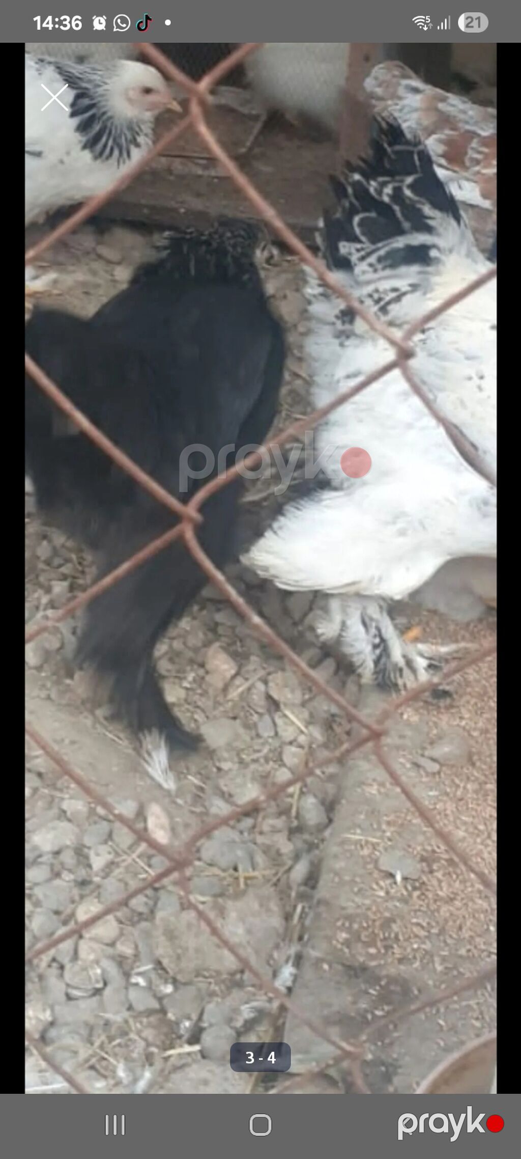 Toyuq, Brama, Damazlıq — Toyuq və xoruz, Masazır (3)