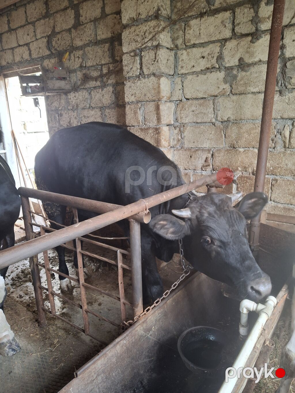 Diri cekisi 360kg yasi :16 ayliq cinsi ivanovka ancag wp isleyir — Kənd təsərrüfatı heyvanları, Masazır (2)