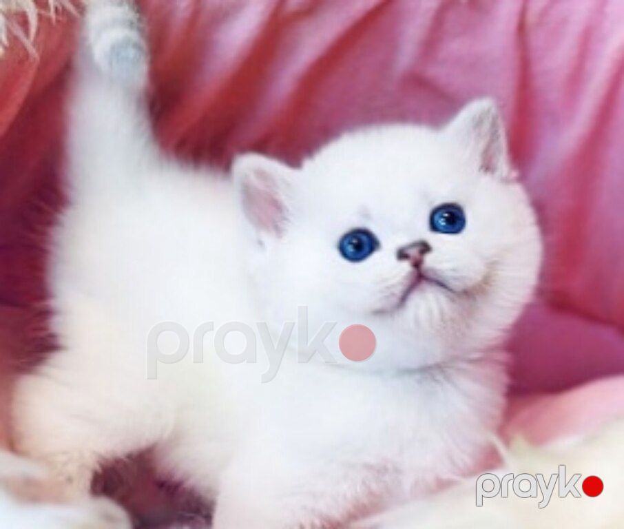 Котята шиншиллы — Pişiklər, Bakı (6)