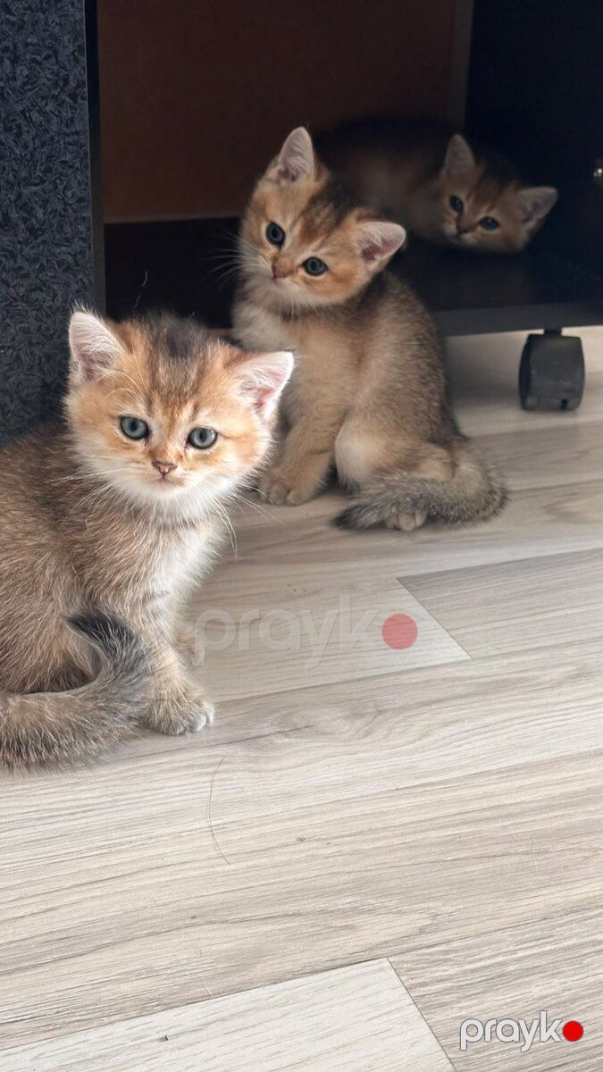Britan pişiyi balası — Pişiklər, Bakı (11)