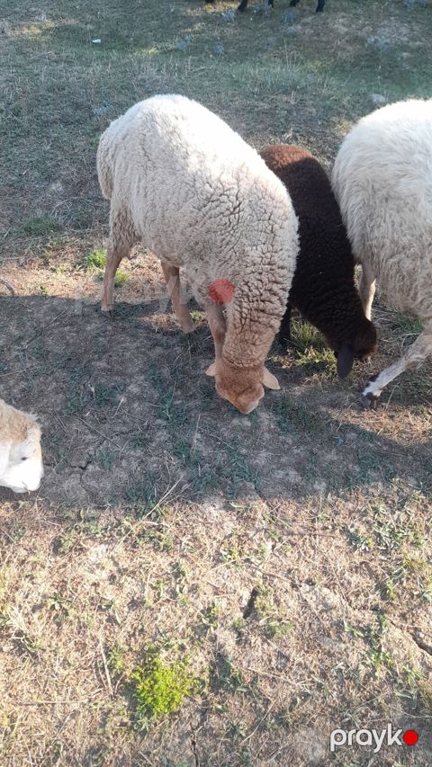 Salam beylagan guzusudu 8 ayligdi yaxşı damazlıq guzudu satma sebebim — Qusar