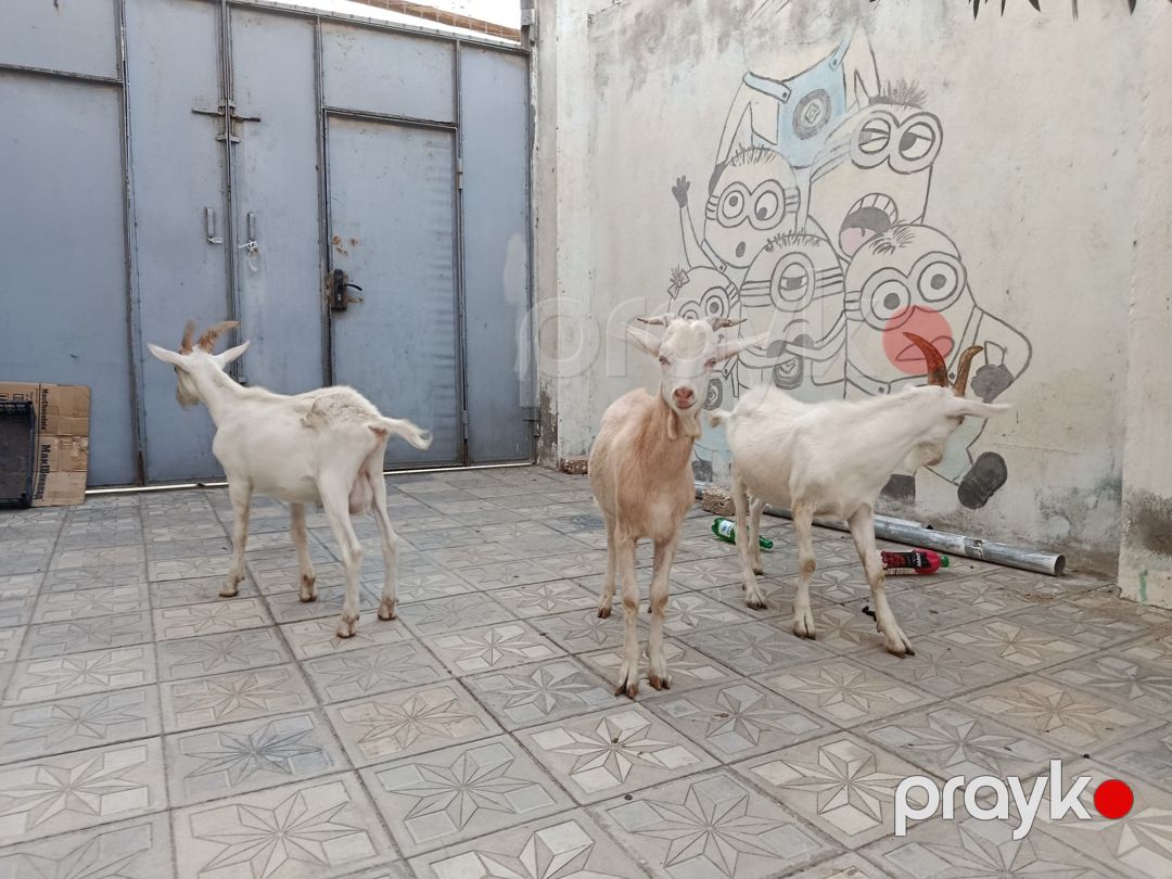 Saanen keçiləri — Kənd təsərrüfatı heyvanları, Bakı (3)