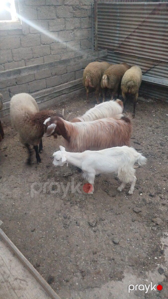 Quzular — Kənd təsərrüfatı heyvanları, Bakı (2)