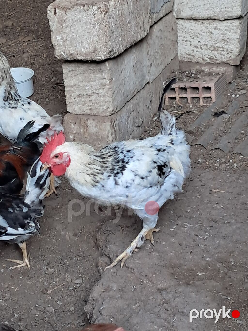 Xoruz, il: 1, Ödənişli çatdırılma — Toyuq və xoruz, Sabirabad (6)