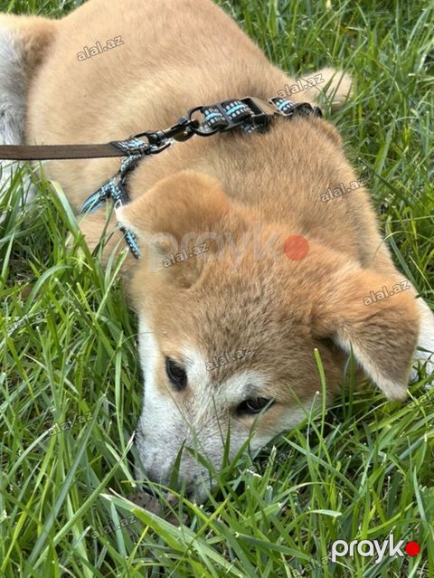 Akita-inu, 2 ay, Erkək, Ünvandan götürmə, Pulsuz çatdırılma — Bakı