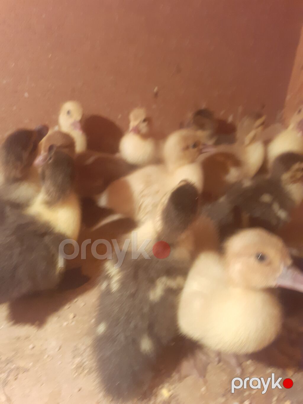 17 dene 3 gunluk ordek balalari biri 4 azn 055 880. 85. 29 — Digərləri, Xırdalan (4)
