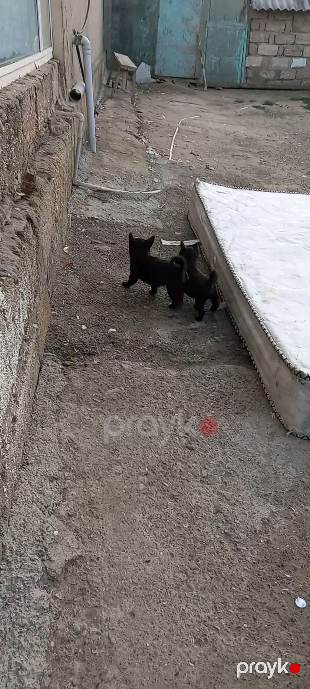 2 ay — Köpəklər, Digah (4)